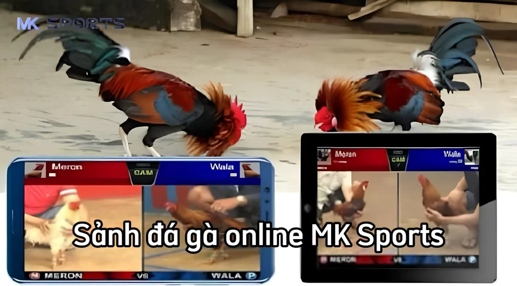 Một số ưu điểm nổi bật của sảnh đá gà online tại MK Sports